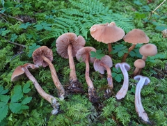 Laccaria bicolor