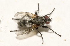 Phyto melanocephala