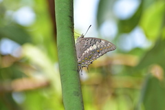 Charaxes solon
