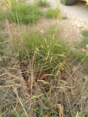 Cleistogenes serotina