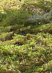 Phylidonyris novaehollandiae