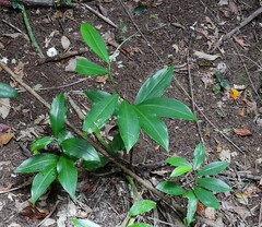 Costus dubius