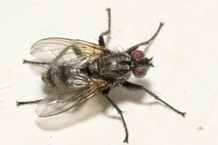 Phyto melanocephala