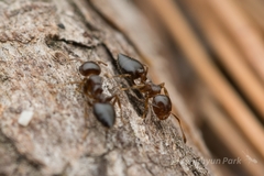Crematogaster teranishii