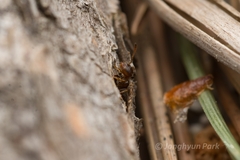 Crematogaster teranishii