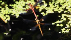 Sympetrum semicinctum