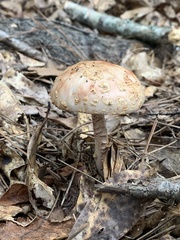 Amanita amerirubescens