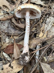 Amanita amerirubescens