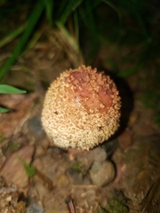 Validae
