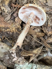 Amanita amerirubescens