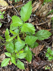 Rubus trivialis