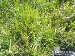 Cenchrus clandestinus