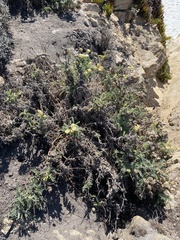 Astragalus nuttallii