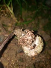 Validae