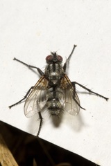 Phyto melanocephala