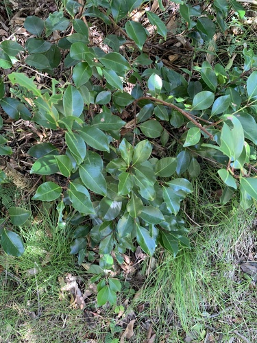 Syzygium cleyerifolium iNat (3)