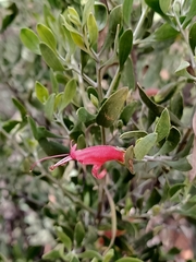 Eremophila glabra