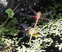 Sympetrum semicinctum