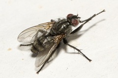 Phyto melanocephala