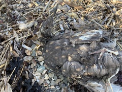 Charadriiformes