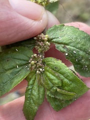 Euphorbia hirta