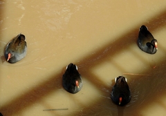 Gallinula tenebrosa