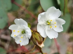 Drosera planchonii