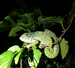 Chamaeleo zeylanicus
