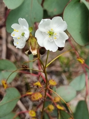 Drosera planchonii