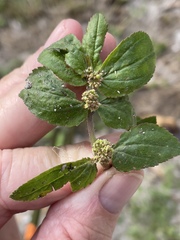 Euphorbia hirta