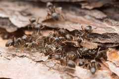 Lasius japonicus