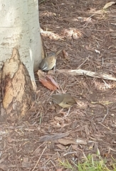 Sericornis frontalis