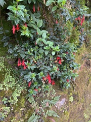 Fuchsia boliviana