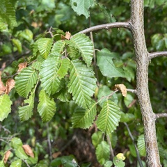Carpinus orientalis