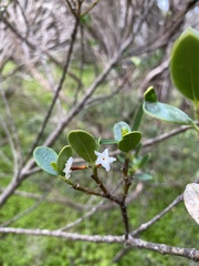 Alyxia buxifolia
