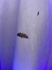 Eupithecia absinthiata