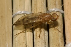 Opomyza florum