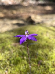 Glossodia minor