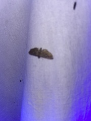 Eupithecia absinthiata