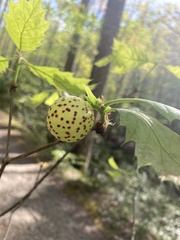 Amphibolips quercusinanis
