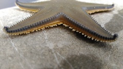 Astropecten jonstoni