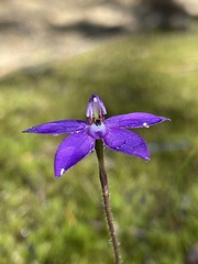Glossodia minor