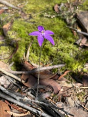 Glossodia minor