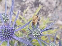 Carpocoris fuscispinus