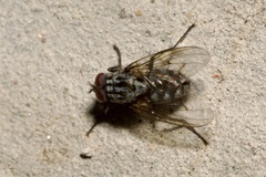 Phaoniinae
