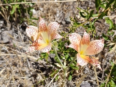 Alstroemeria versicolor