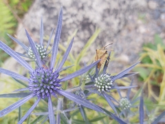 Carpocoris fuscispinus