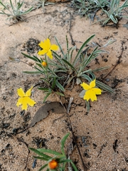 Goodenia willisiana