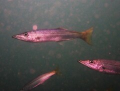 Dinolestes lewini