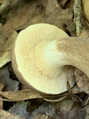 Xanthoconium affine